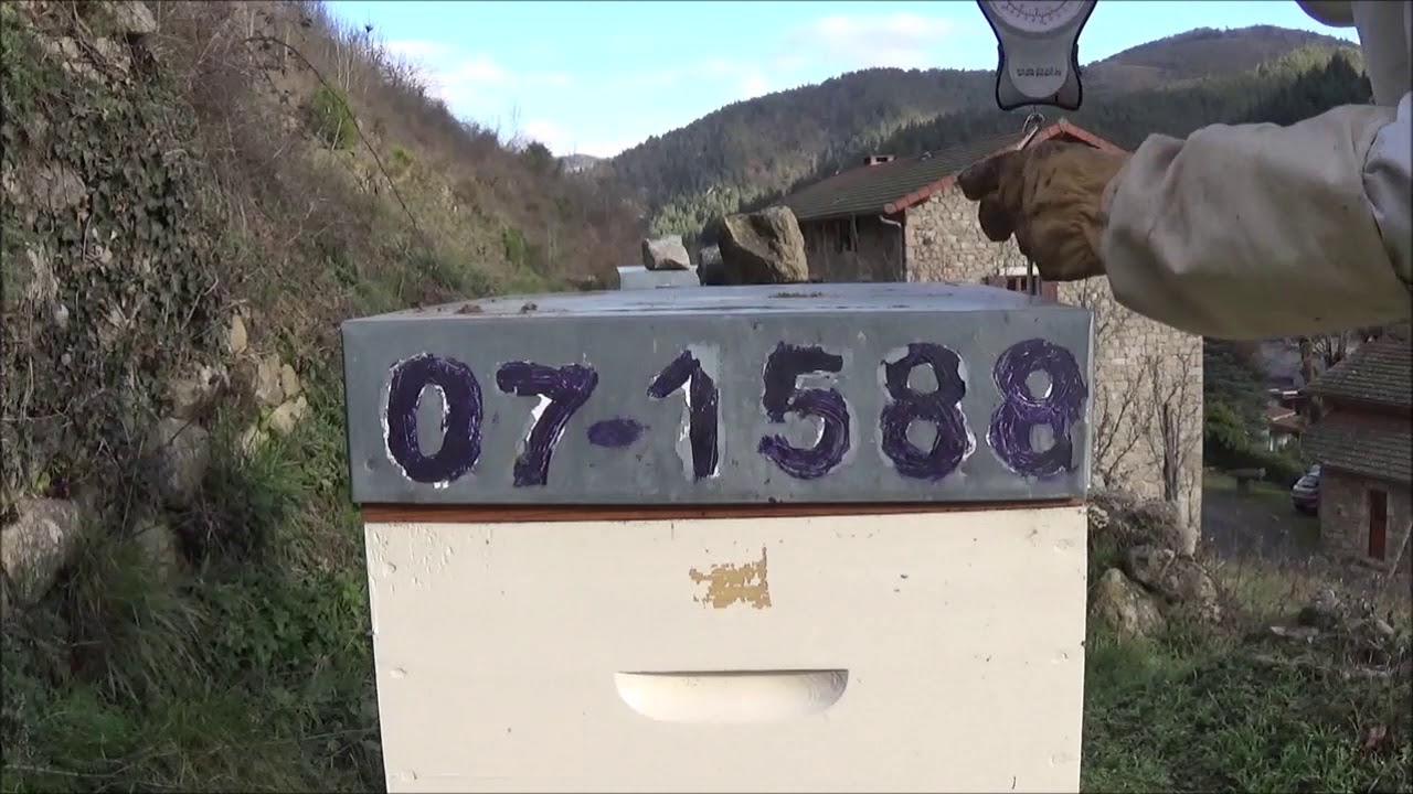 Pesée économique des ruches - poids des ruches en hiver - peser ruche