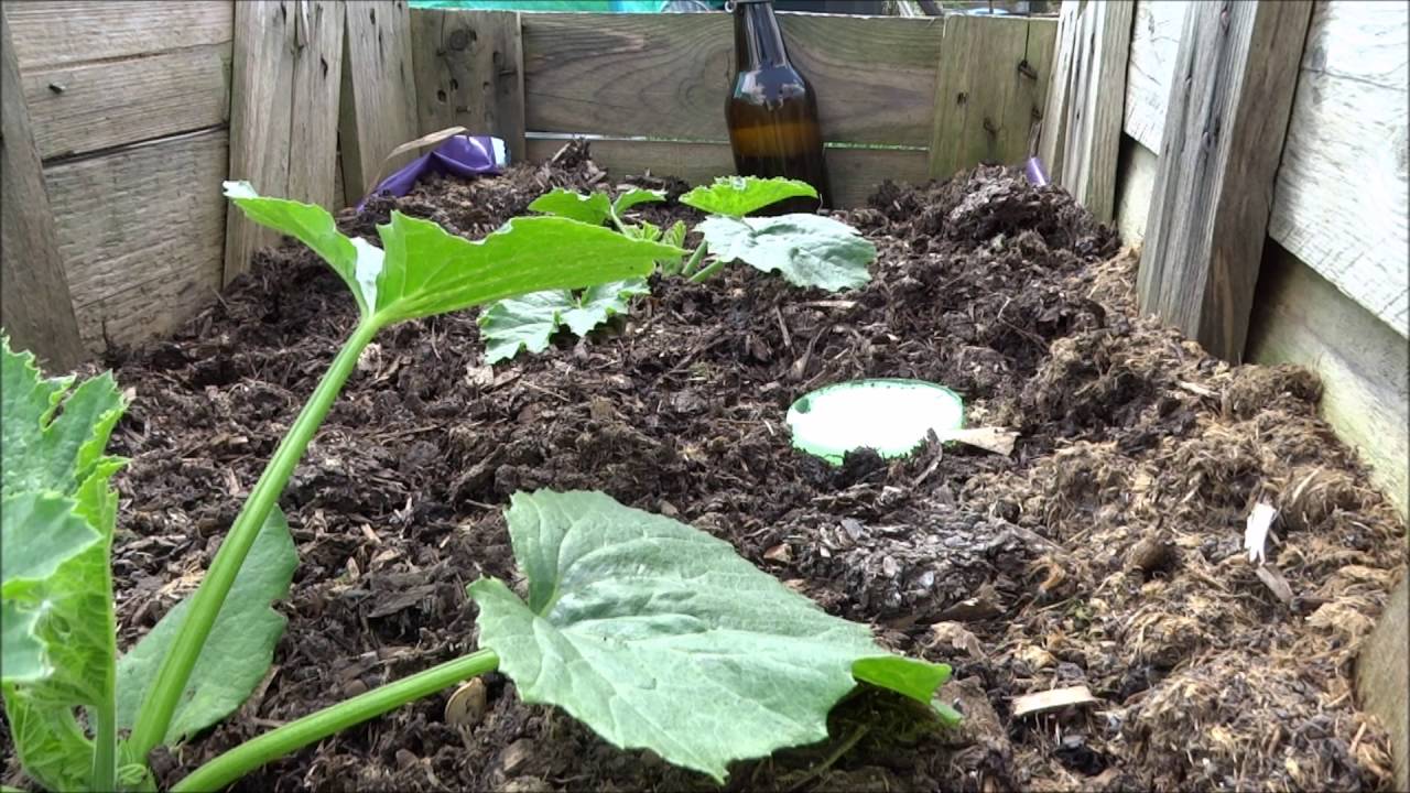 Bretts Allotment Garden Part 29: Slug Wars!!!