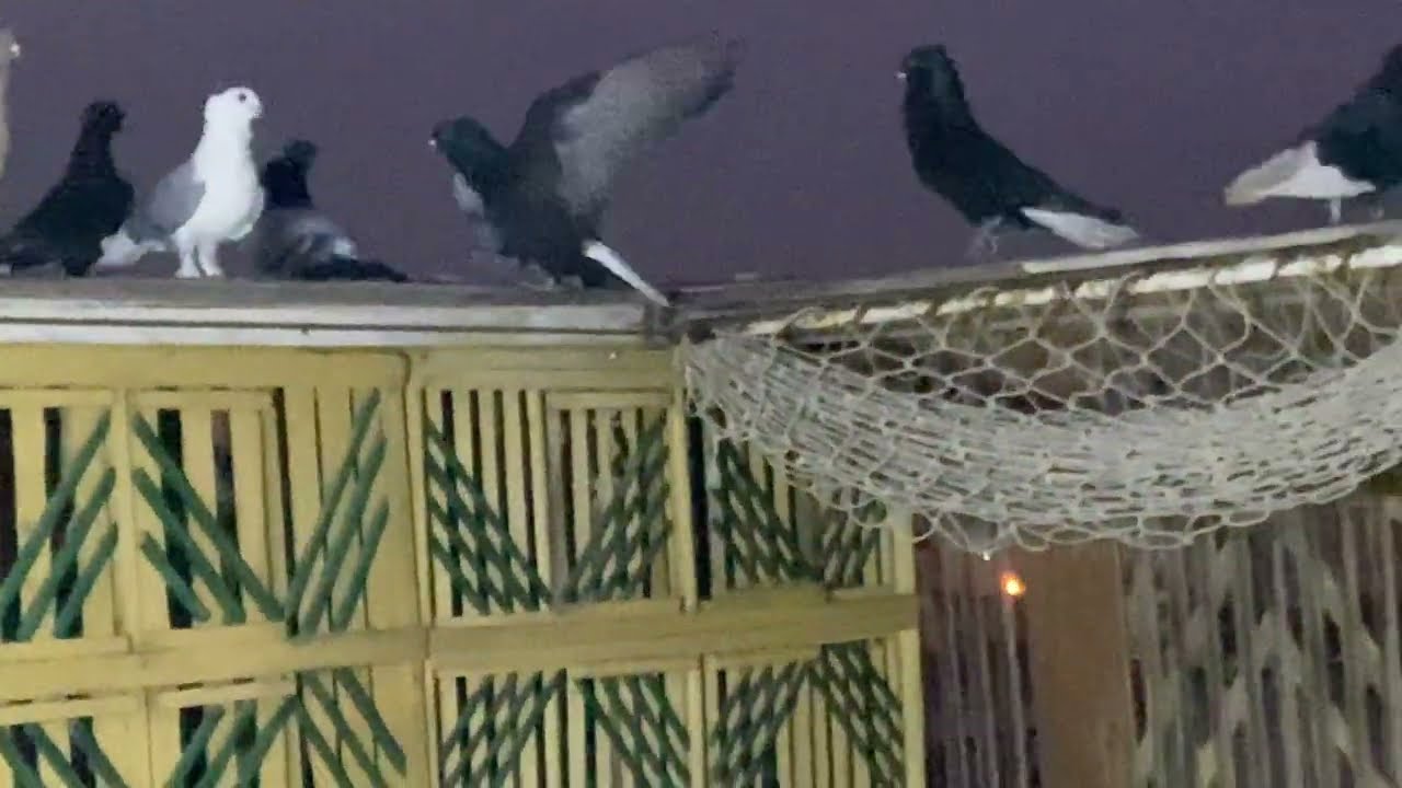 مسكت عبسى بايدى فى نش الضلمة تماسى 🫵