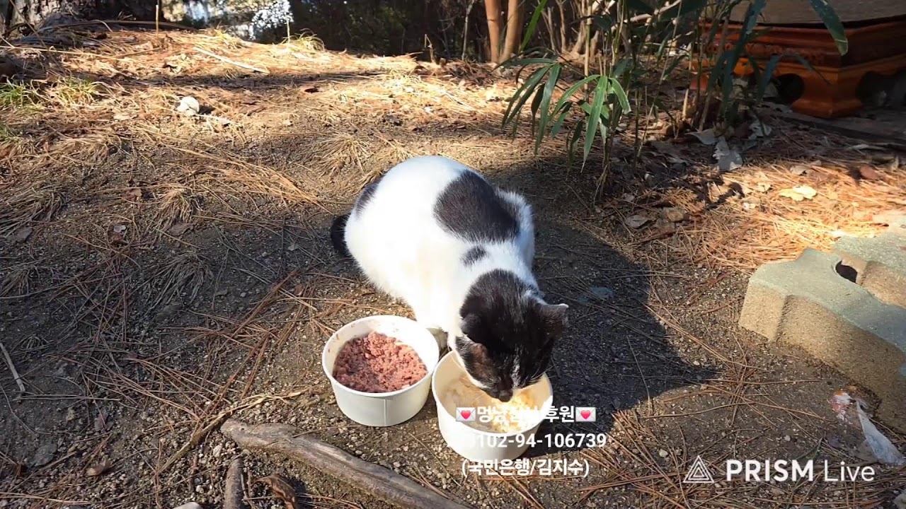 길고양이 밥배달❤️밀키복막염치료 D+104일차💕