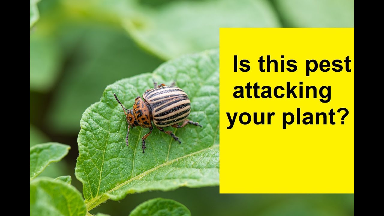 5 most common pest attacks to plants