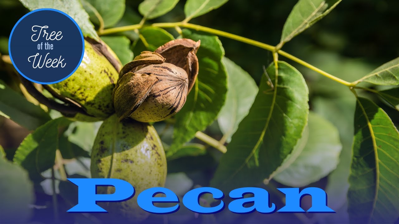 Tree of the Week: Pecan