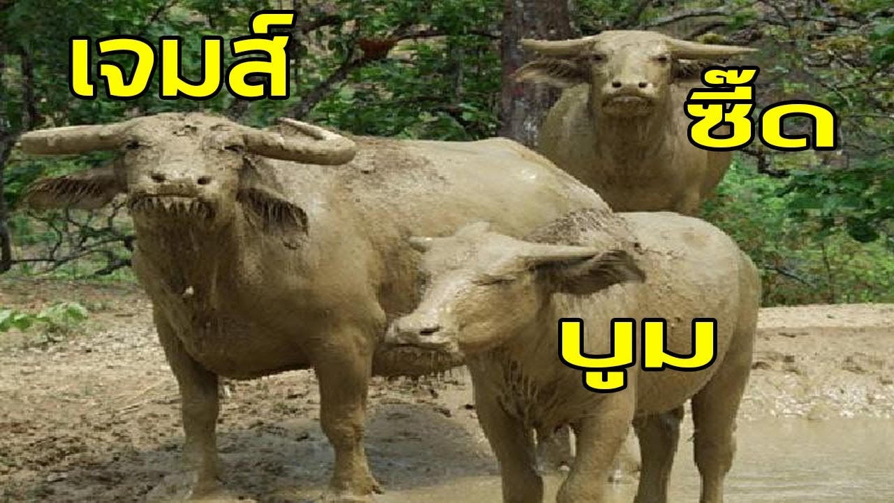 ควายเจม ควายซี๊ด ควายบูม 2019