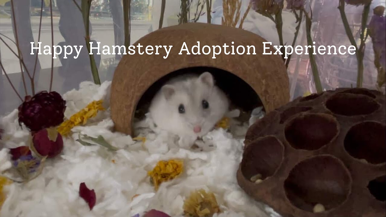 Happy Hamstery Adoption Experience