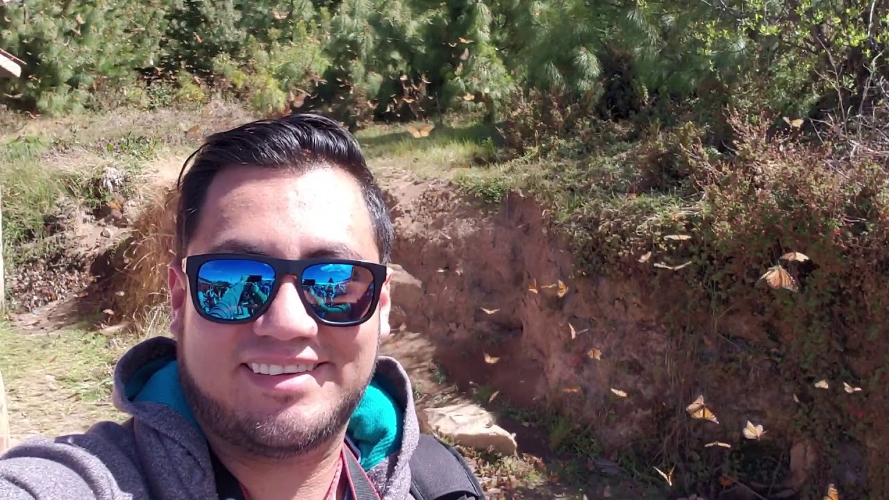 Santuario de la Mariposa Monarca Michoacan 2019