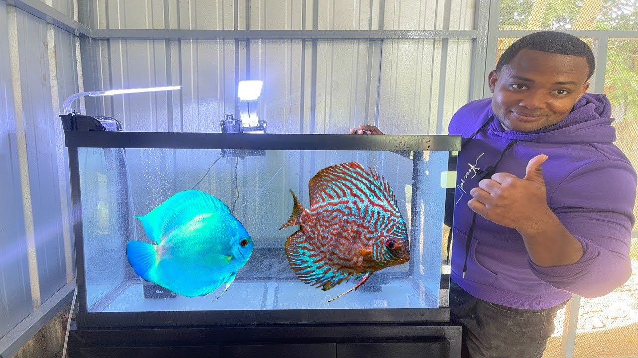 45 peces disco en un acuario de 65 galones 😮