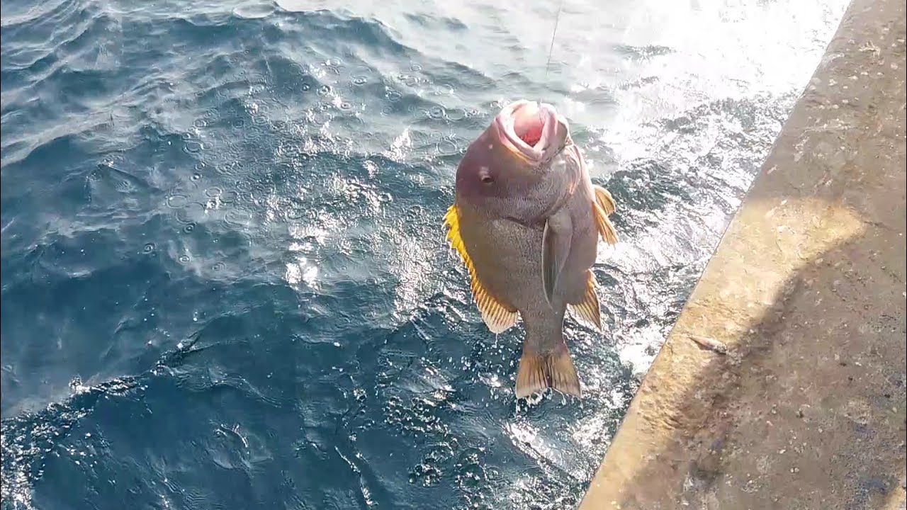 Handline fishing | Handline fishing at deep sea