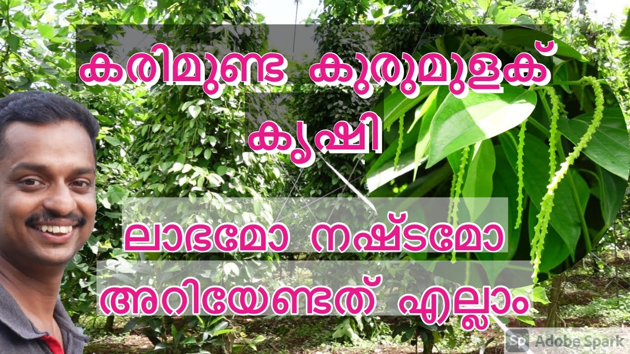 kurumulaku #karimunda black pepper #karimunda kurumulaku #best black pepper variety in kerala