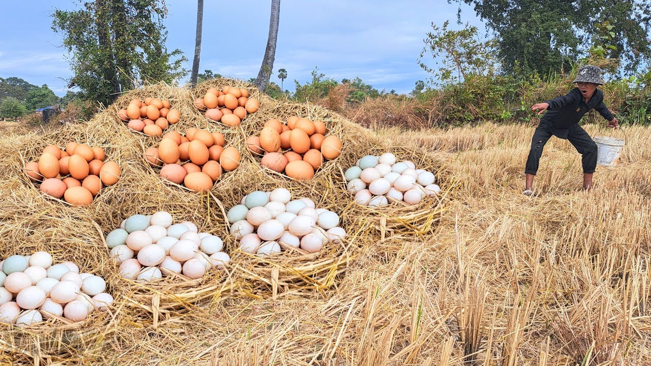 OMG-pick a lot of eggs on the grass near the edge of the forest,hand-picked by the best fishermen