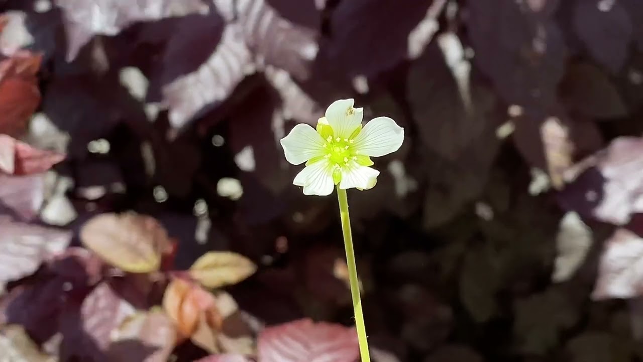 Dionaea Muscipula cup trap flower stalk
