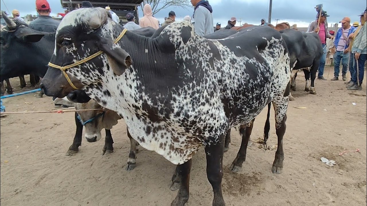 Feira do bezerro e boi em capoeiras Pernambuco 19 de setembro de 2025