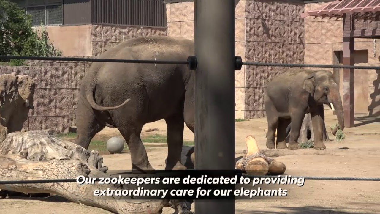 Denver Zoo provides its male elephants with rare social experience