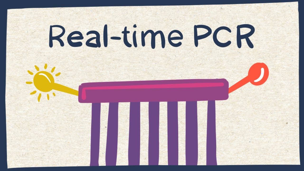 Real-time PCR - Biology tutorial