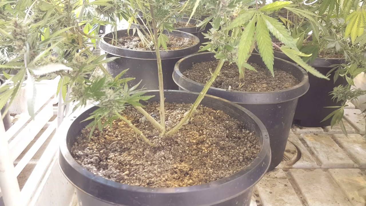How to trellis different cannabis strains 2