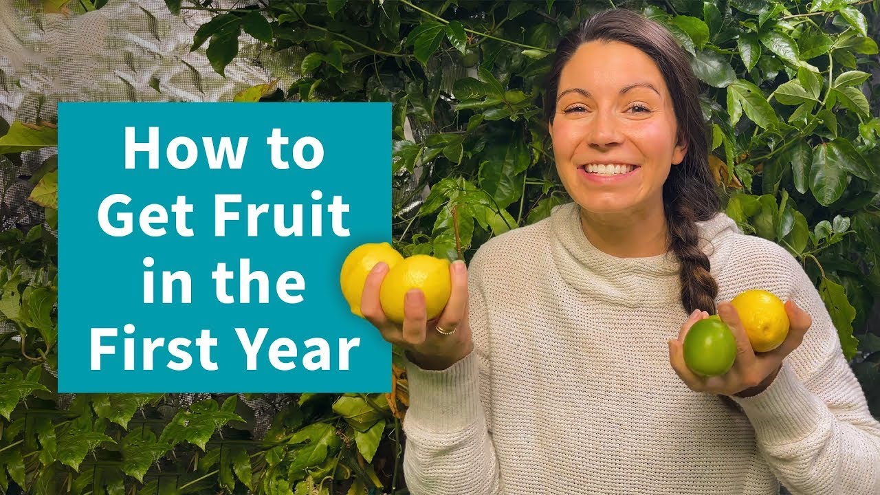 3 Tips to Increase Your Fruit Harvest | Fast Growing Trees