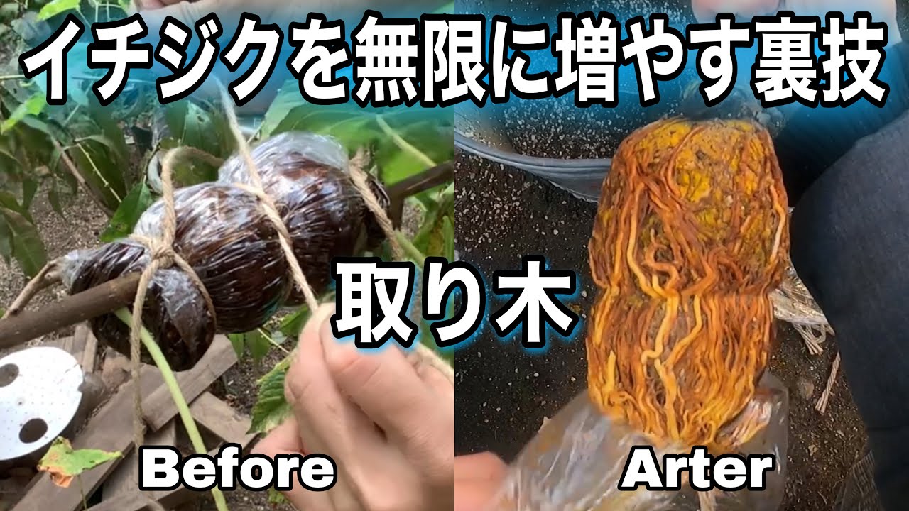 イチジクの取り木の方法を完全解説