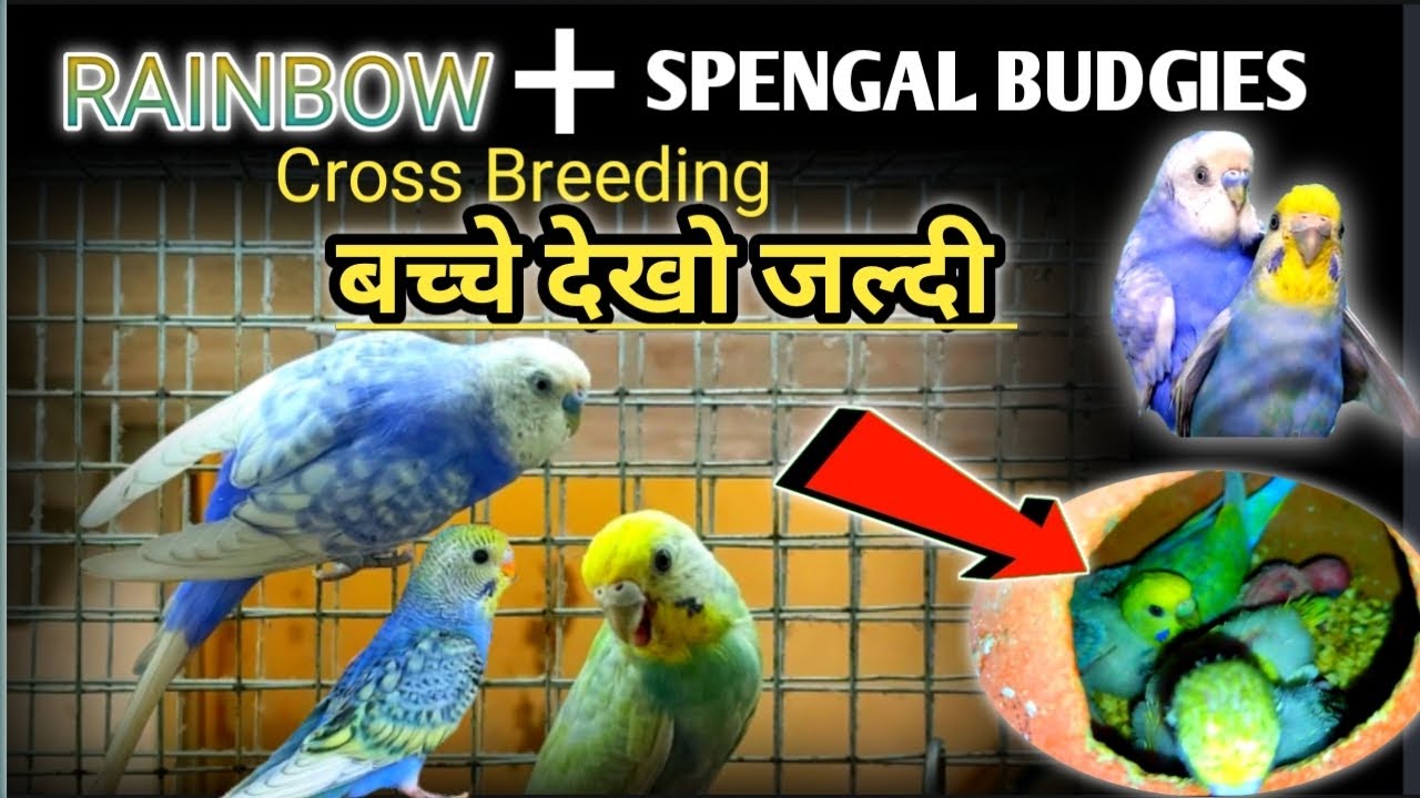 Rainbow Budgies & Spengal Budgies Parrot Cross Breeding Result / rainbow budgies breeding tips