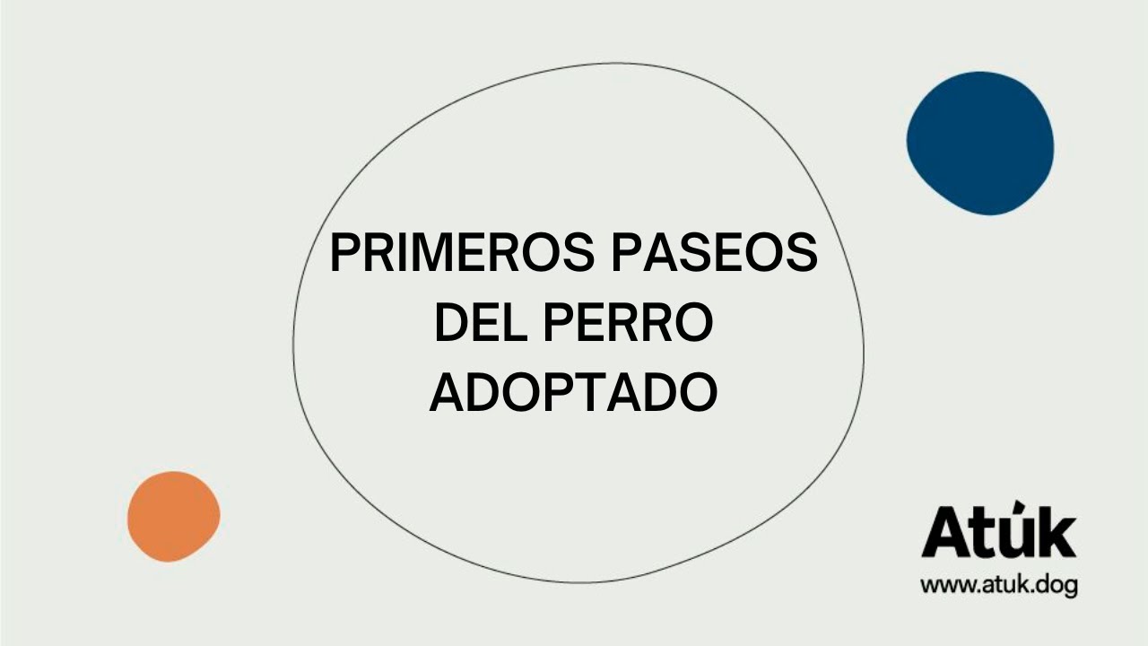 Los primeros PASEOS del perro ADOPTADO