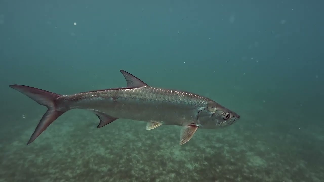 St. John Underwater-Season 5-Episode 9-Francis to Maho Bay