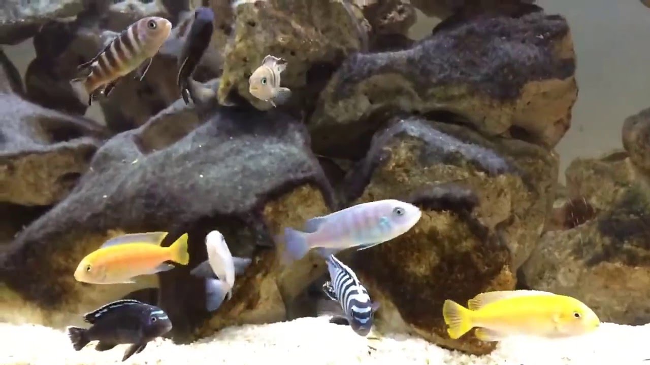 360 L Malawi Tank Slow Motion  21/05/2016 Raphael Mbunas