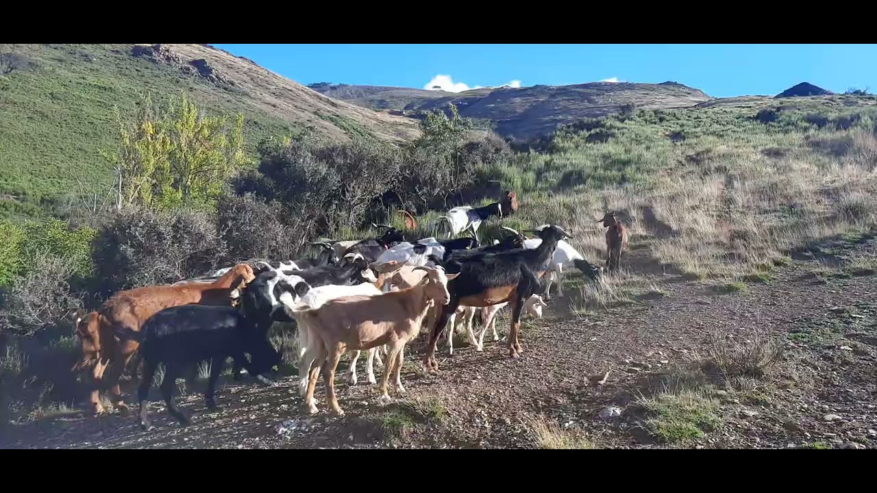 100 Cabras de carne | AgroAnuncios.es
