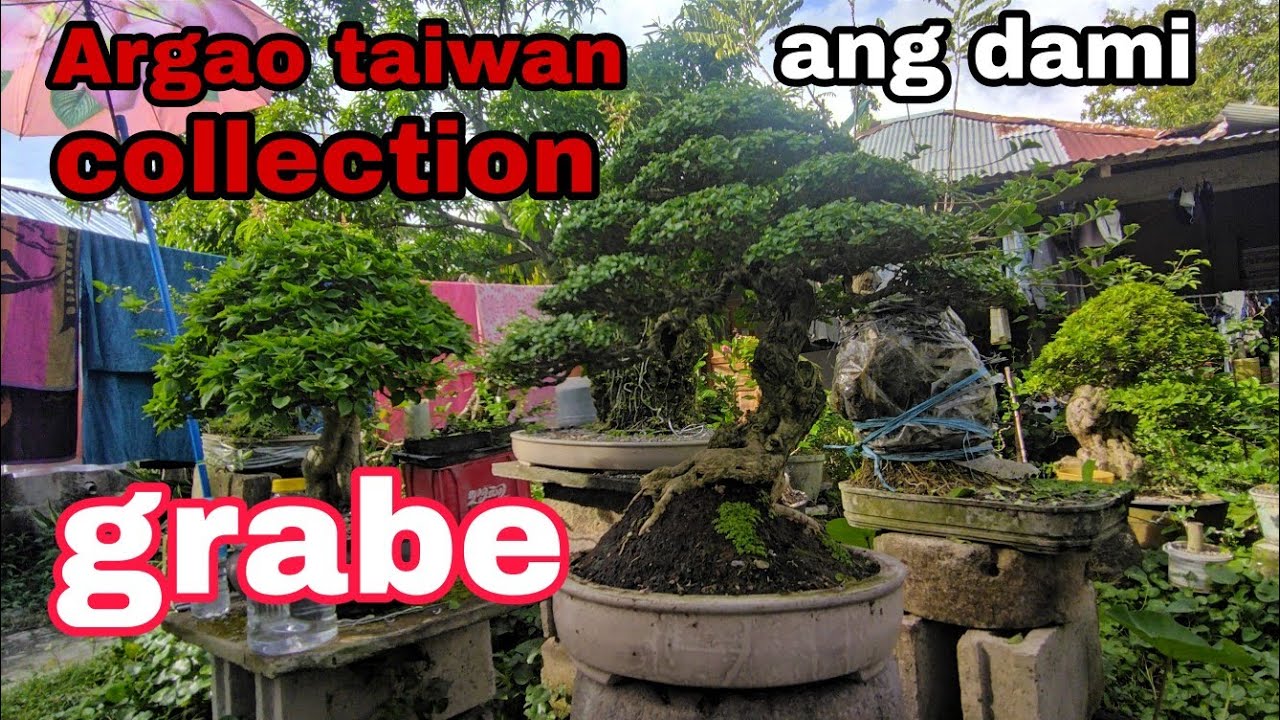 Argao taiwan from cuttings.. sustainable bonsai