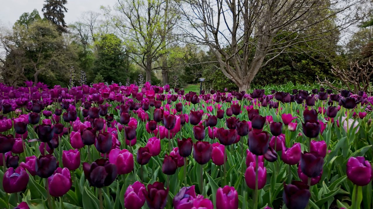 Spring | Tulips | Soothing morning sound
