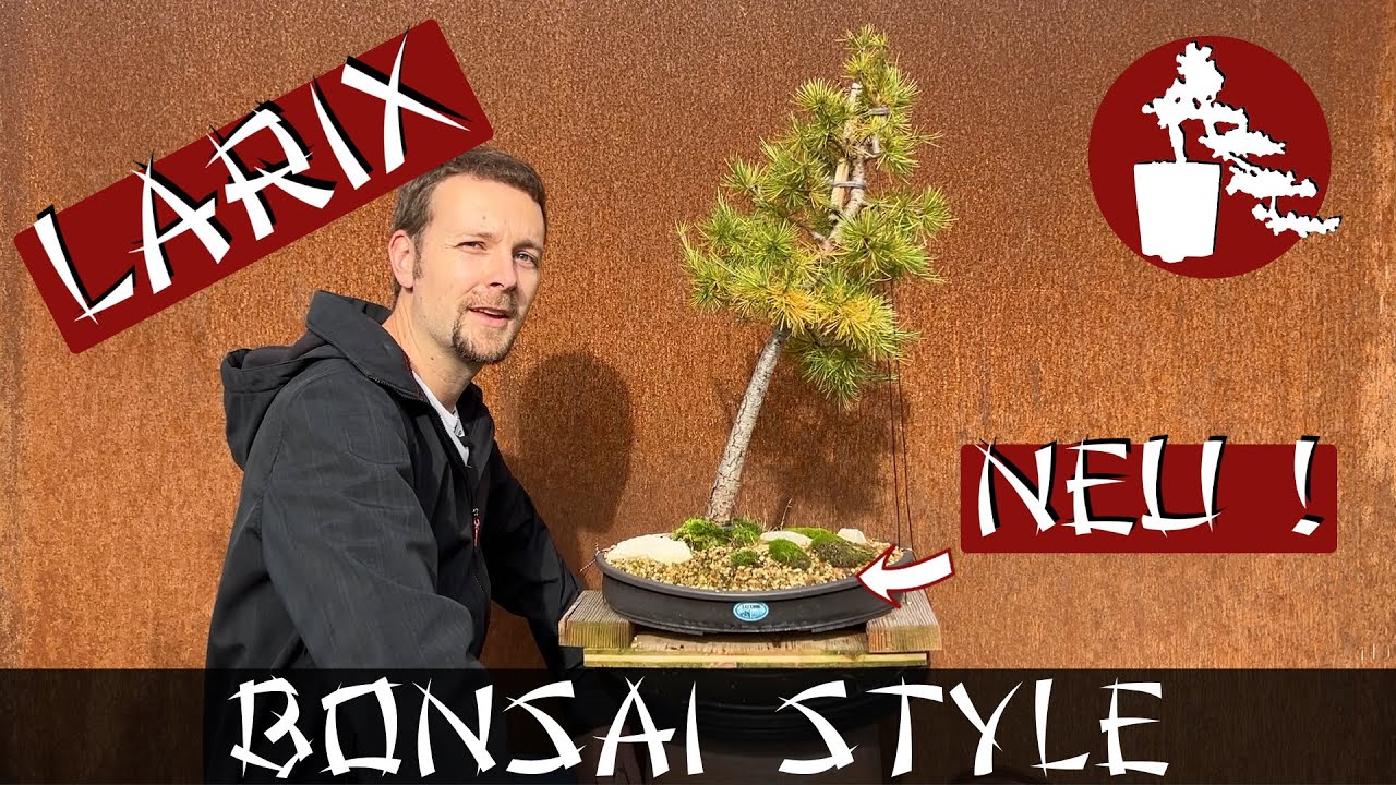 Umtopfen meiner Lärche | Europäische Lärche (Larix decidua) | #053 Bonsai Style
