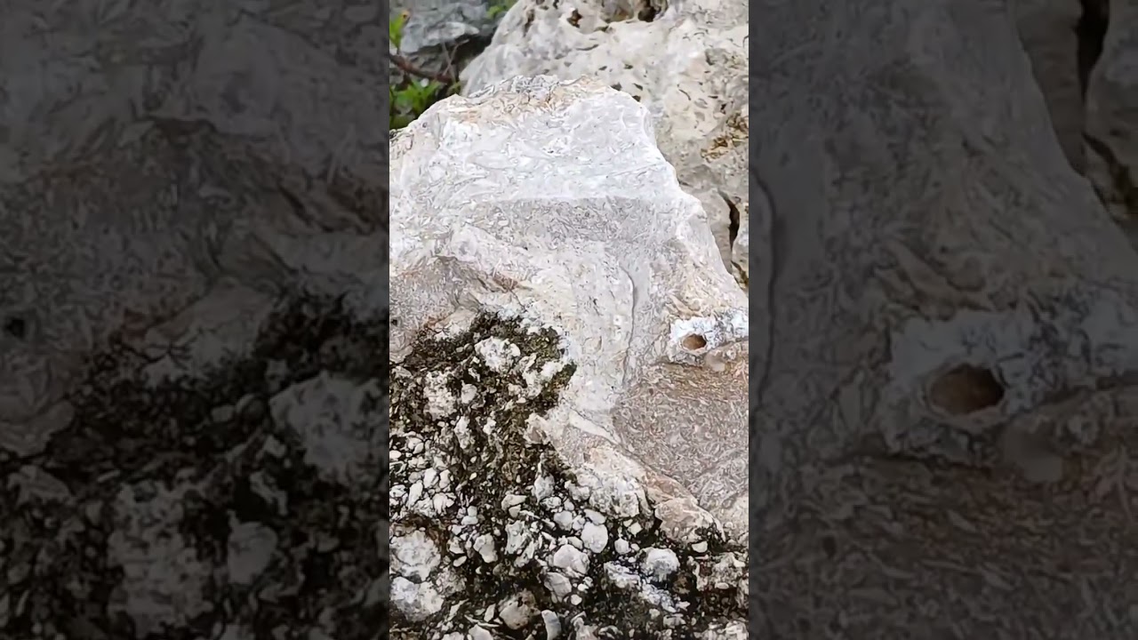 High Quality Florida Chert