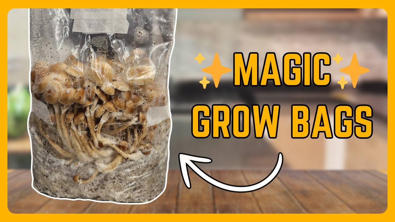 How to Make Mushroom Grow Bags (EASIER than monotubs!)