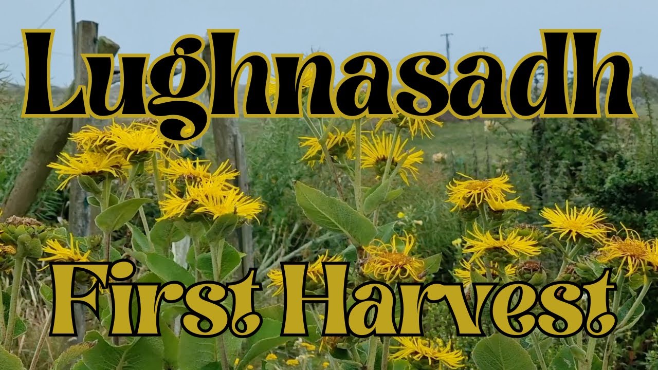 Lughnasadh - First Harvest