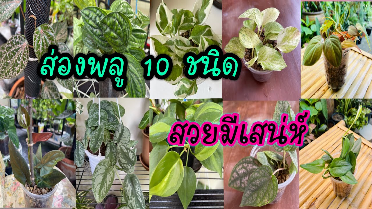 พืชตระกูลพลู 10 ชนิด ต้นไม้มงคล ฟอกอากาศ ไม้ประดับใบสวย