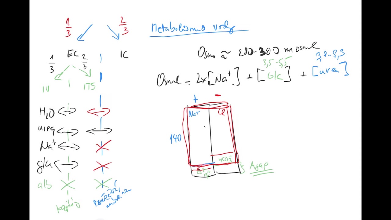 Voda a ionty, osmolarita by Coiled CZECH (tonicita, ADH, hypotalamus, hypernatremie, urea, glukoza)