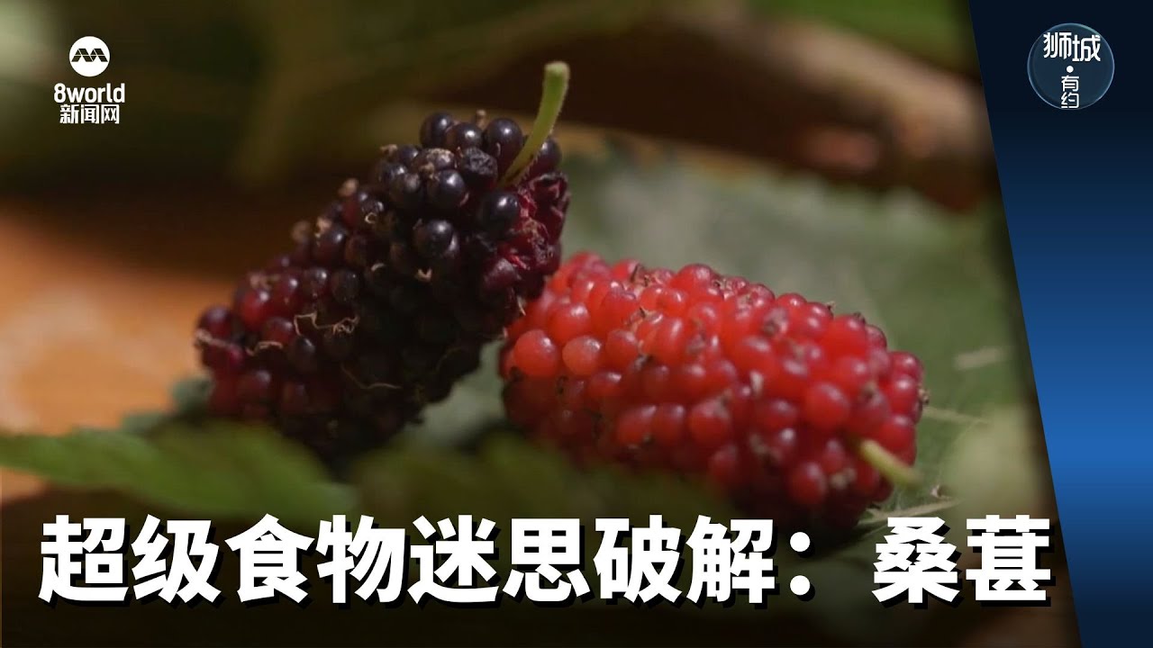 狮城有约 | 超级食物迷思破解：桑葚