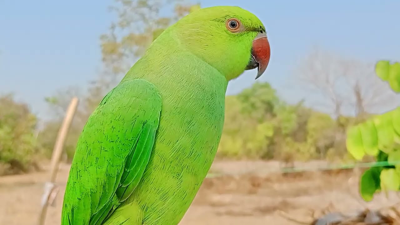Mitu taking viral voice cute ll sownd 😱ll cute parrot ll Looking ll parrot 