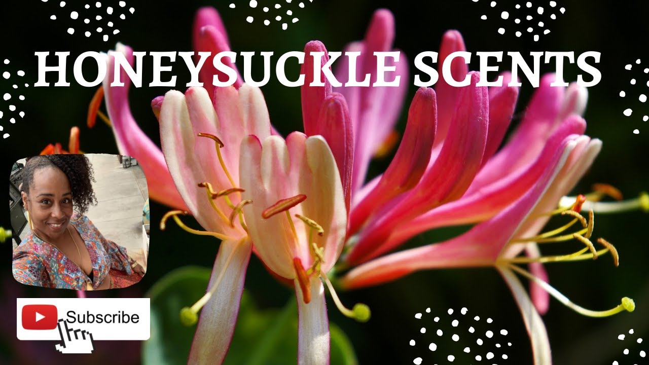 TOP HONEYSUCKLE FRAGRANCES | WHITE & YELLOW FLORAL, VANILLA, ORANGE BLOSSOM, MARSHMALLOW, CARAMEL&hellip;.