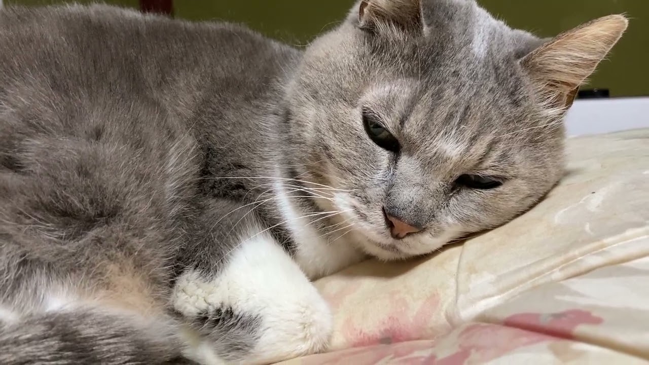猫の日ですね