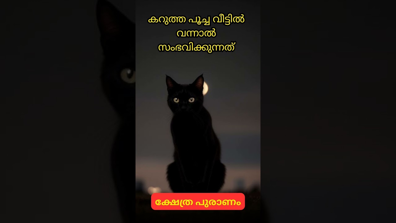 കറുത്ത പൂച്ച വീട്ടിൽ വന്നാൽ 