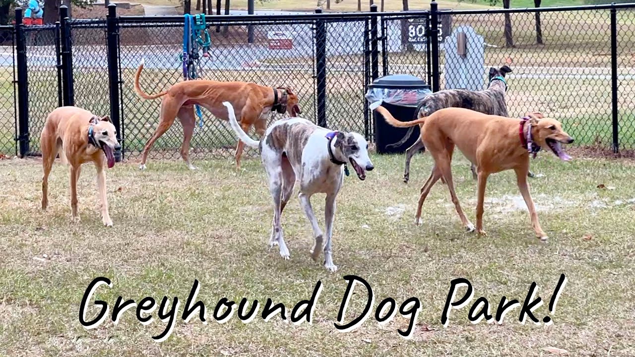 5 Greyhounds Walk into a Dog Park…
