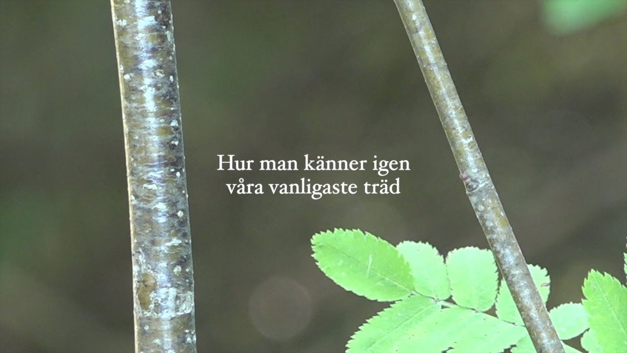 Hur man k&auml;nner igen v&aring;ra vanligaste tr&auml;d