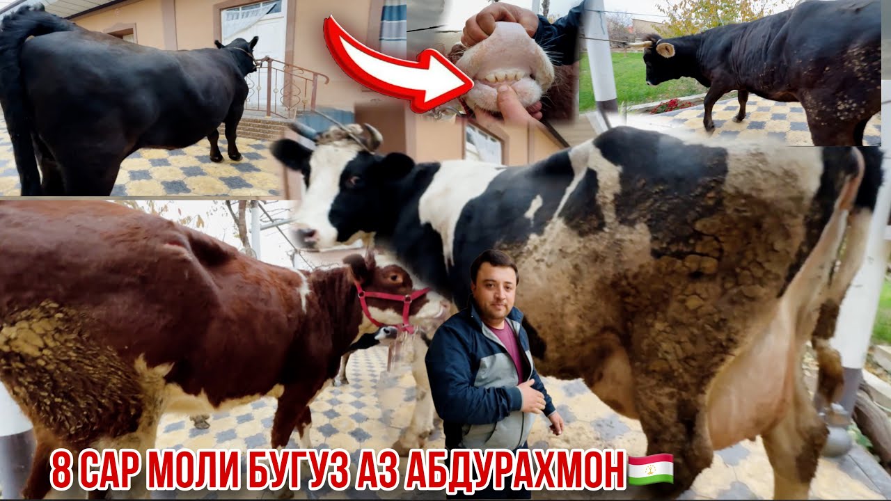 Яклухт арзон Молҳои Оригинал аз Абдураҳмон🇹🇯20 ноября 2024 г.
