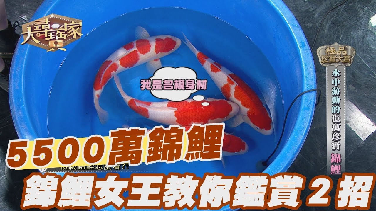 【精華版】世界最貴！5500萬錦鯉之王「S傳說」她標下！錦鯉女王教你鑑賞２招