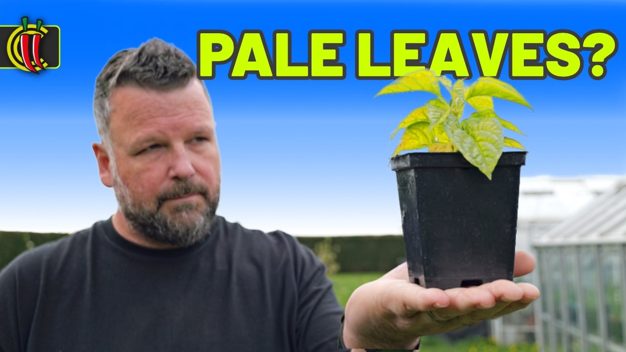 Your Chilli Plants Aren&rsquo;t Hungry. They&rsquo;re SUFFOCATING! (Fix It Fast)