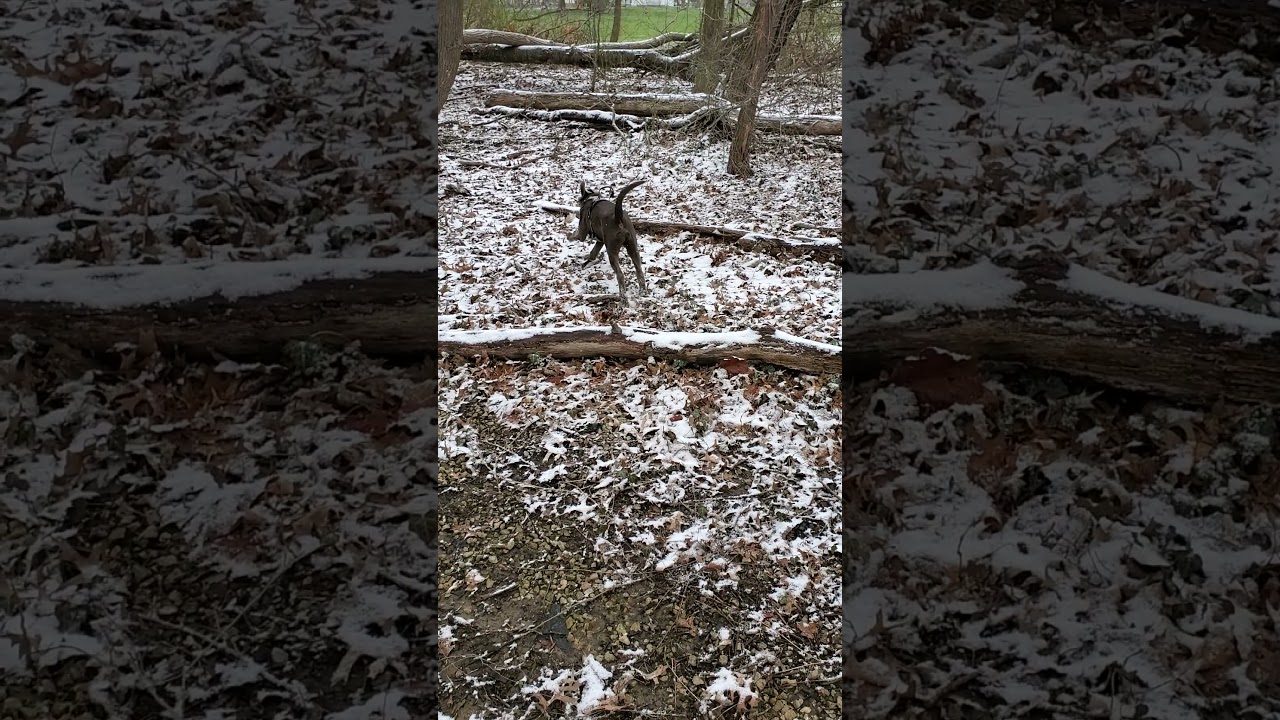 Otis the Silver Lab is training for scent and recovery (4 mos. old).