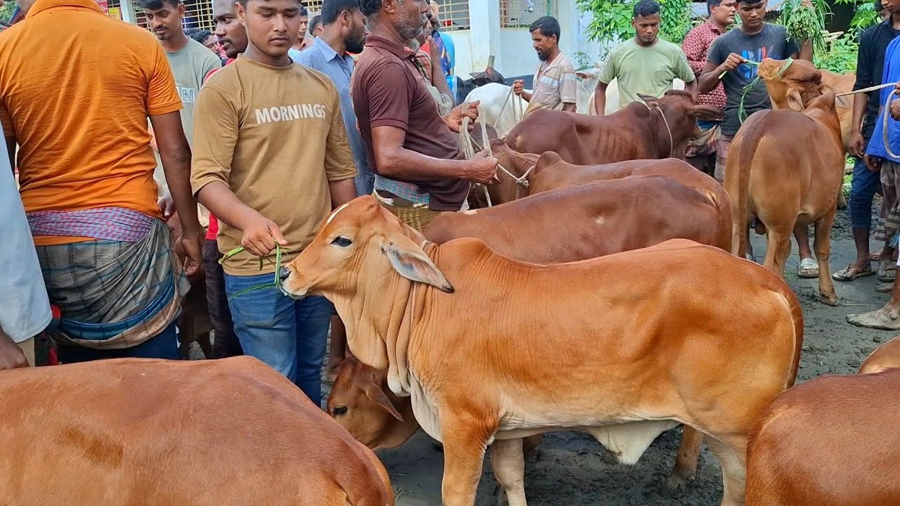 ২৪ ফেব্রুয়ারি 2026| আমদানি ভরপুর ক্রেতাশূন্য শাহীওয়াল জাতের ষাঁড় বাছুরের | রানীগঞ্জ হাট |  