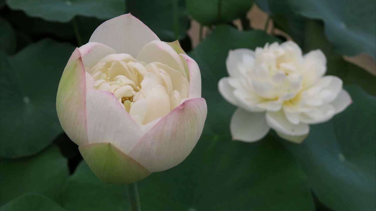 蓮花 李娜 南无阿弥陀佛 2