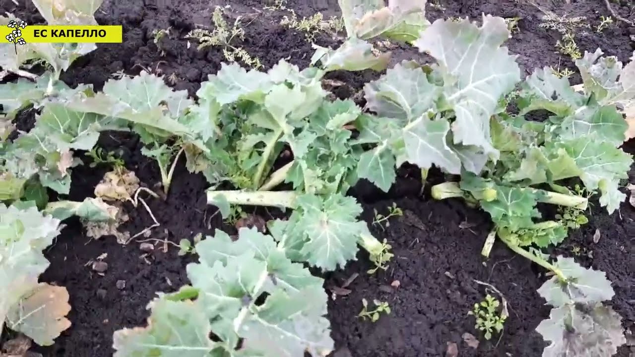 Озимий ріпак🌱 Рекомендації після відновлення весняної вегетації