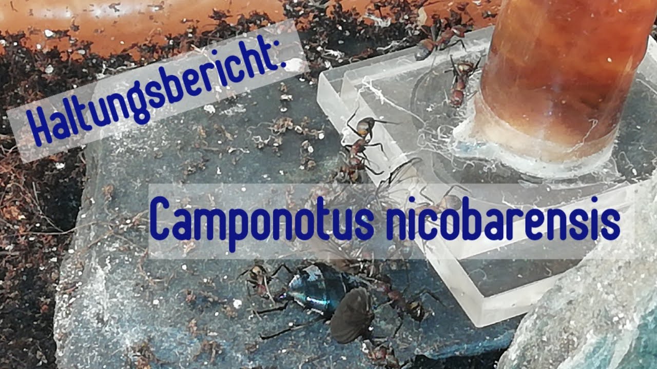 Camponotus nicobarensis Haltungsbericht #014