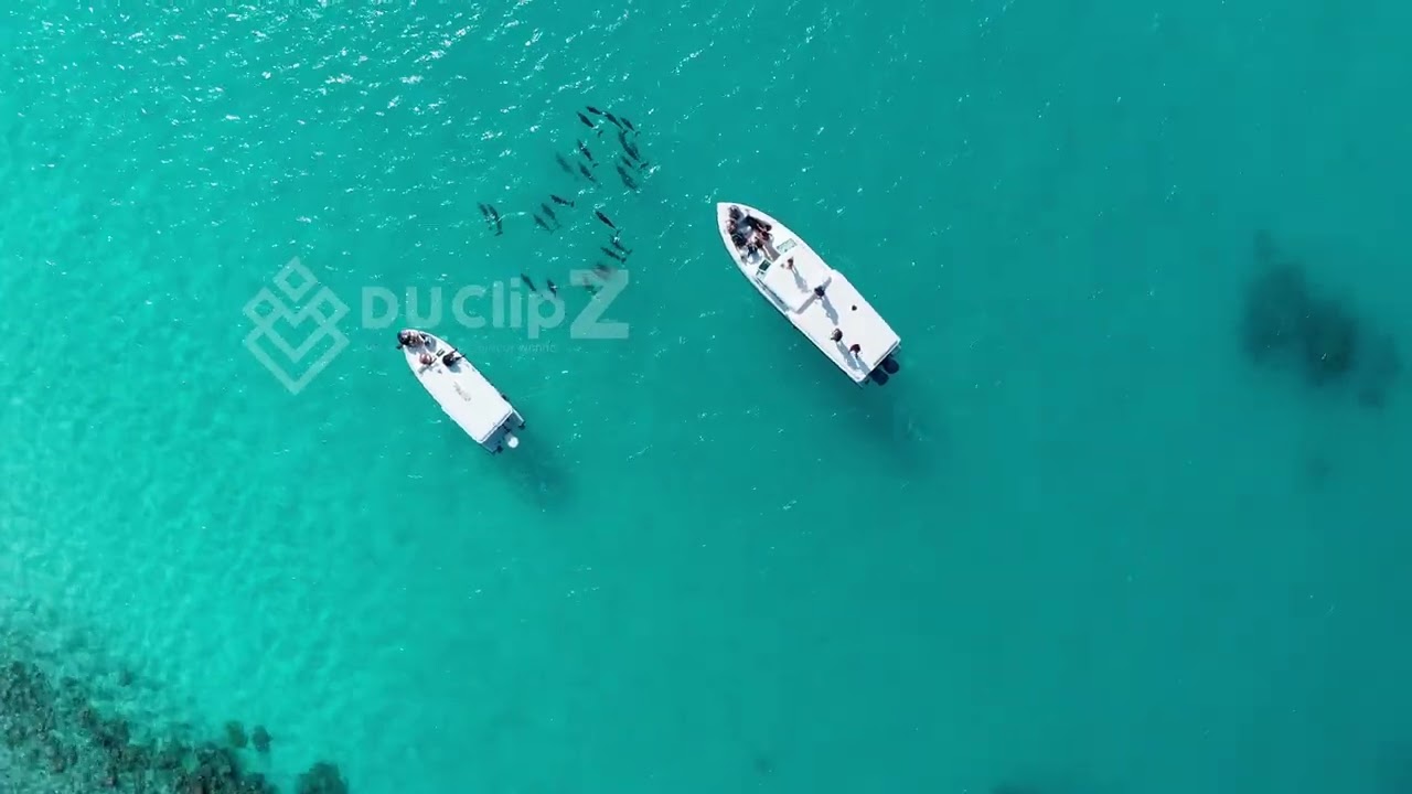 Dolphins Gliding Over Clear Blue Waters in Maldives 4K Drone Footage