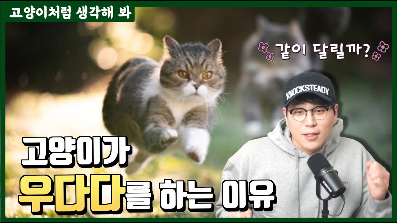 고양이 우다다 고치는 법은 없을까? feat.벅